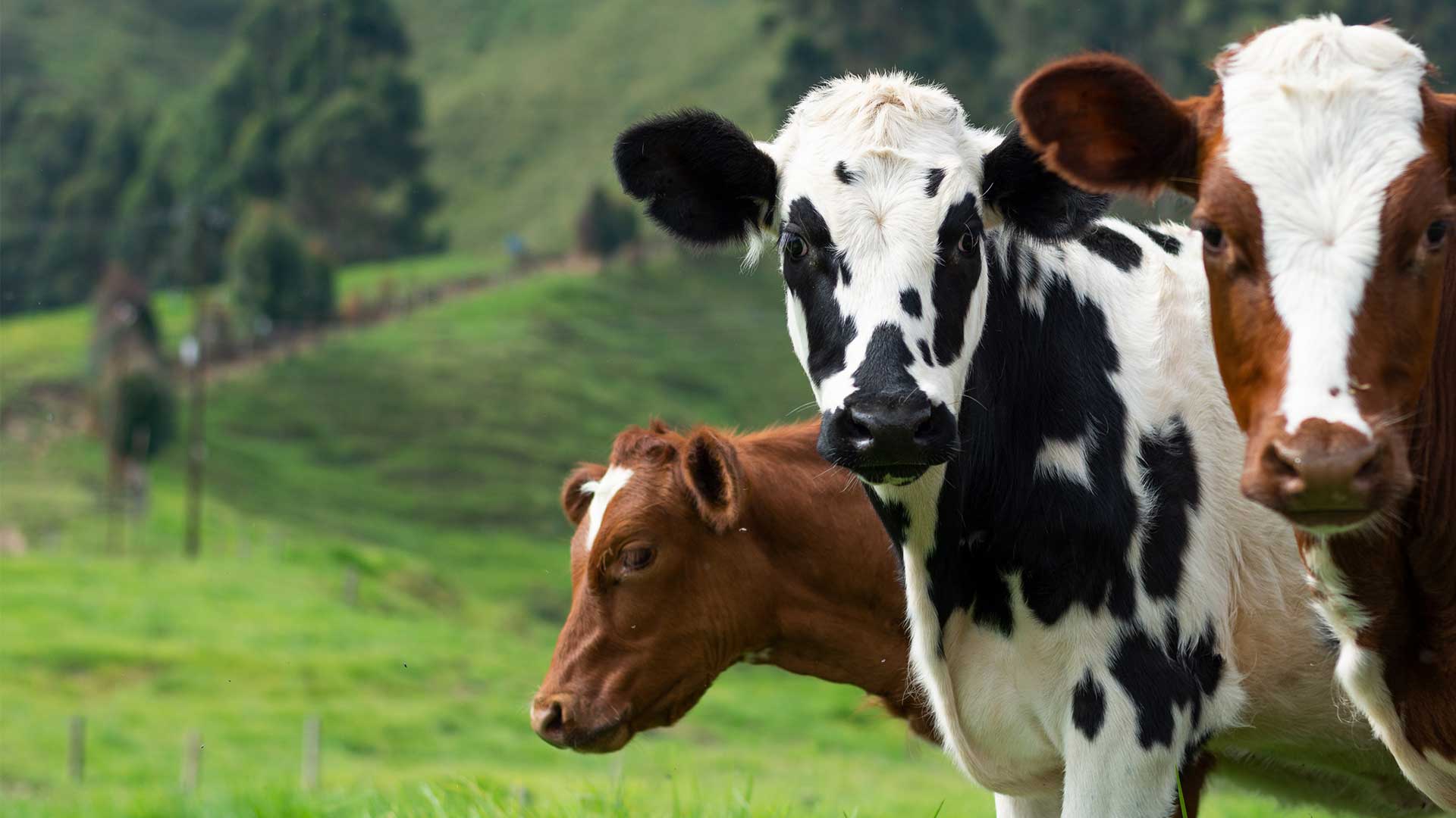 Dairy Farm Consultancy Services - Professional Dairy Farm Management