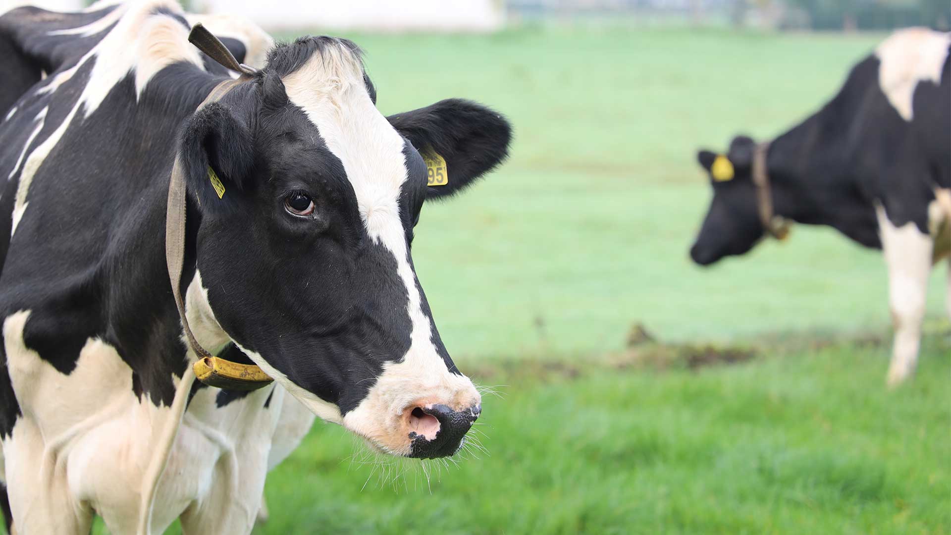 AI Dairy Farm Management Solutions - Technology for Dairy Farms