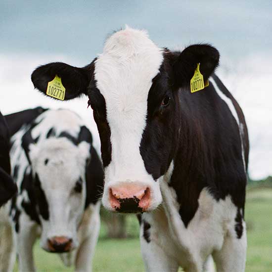 Dairy Farm Consultancy